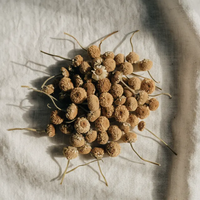 Dried chamomile flowers
